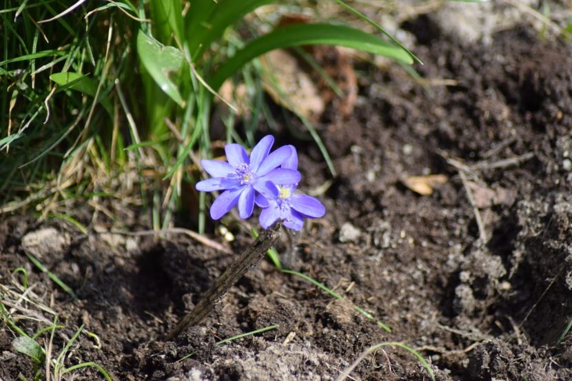  - Primavara lui 2018 in gradina mea