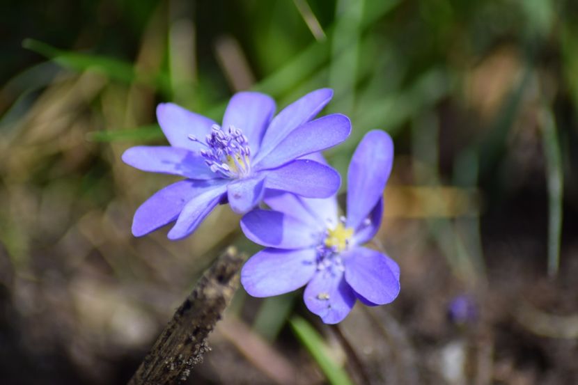  - Primavara lui 2018 in gradina mea