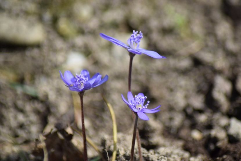  - Primavara lui 2018 in gradina mea
