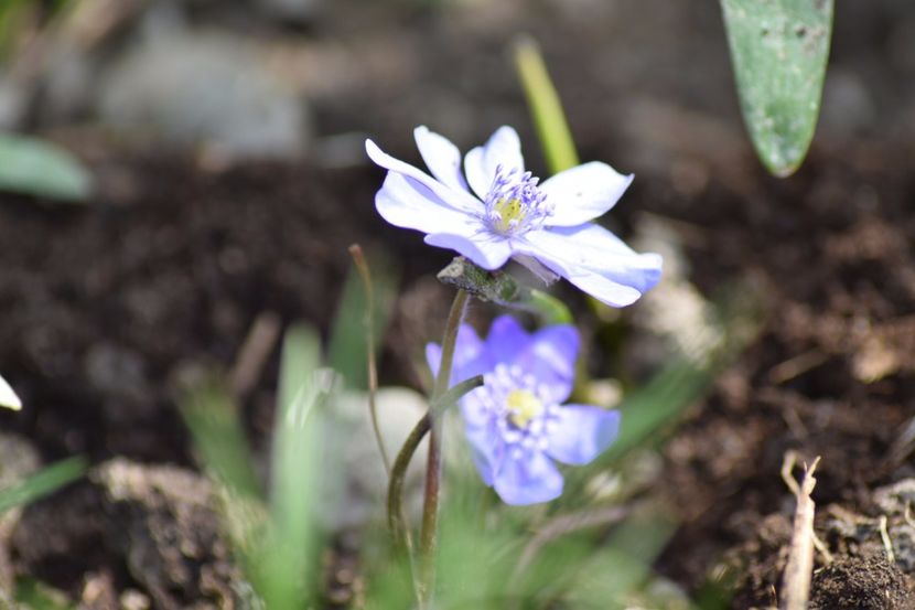  - Primavara lui 2018 in gradina mea