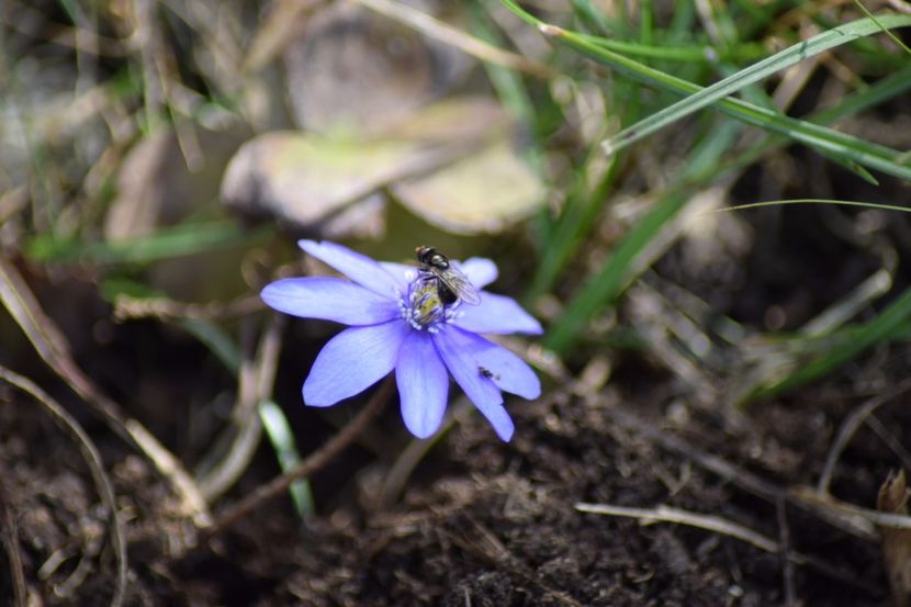 - Primavara lui 2018 in gradina mea