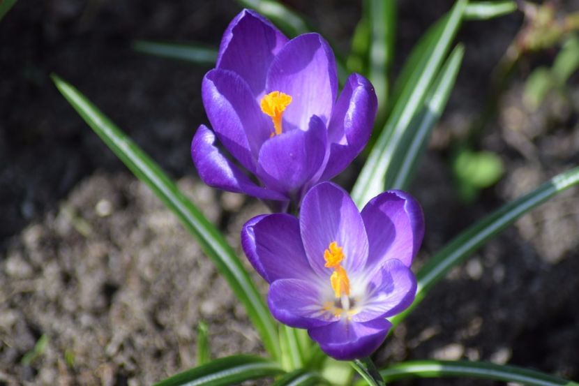  - Primavara lui 2018 in gradina mea