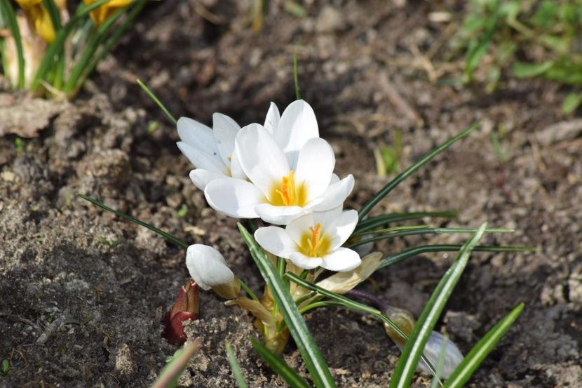  - Primavara lui 2018 in gradina mea