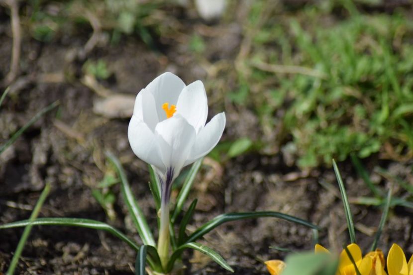  - Primavara lui 2018 in gradina mea
