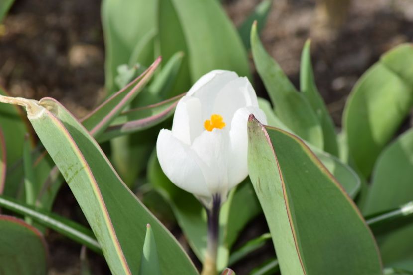  - Primavara lui 2018 in gradina mea