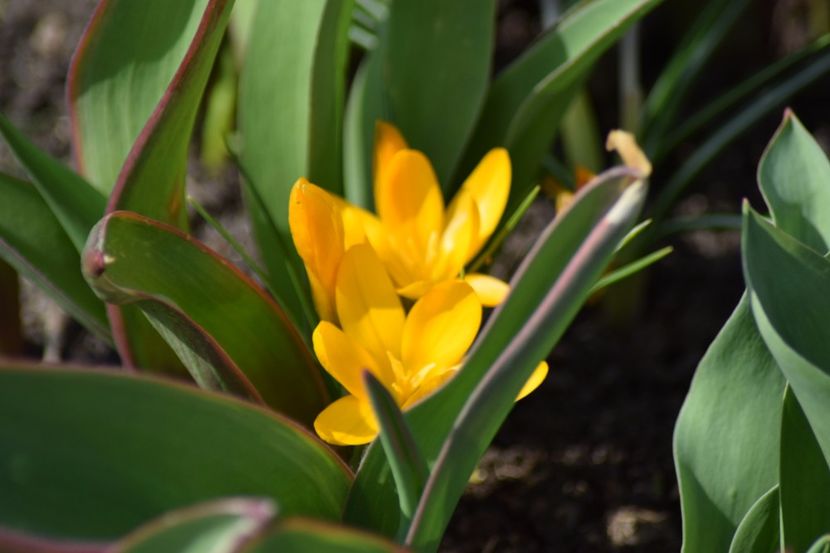  - Primavara lui 2018 in gradina mea