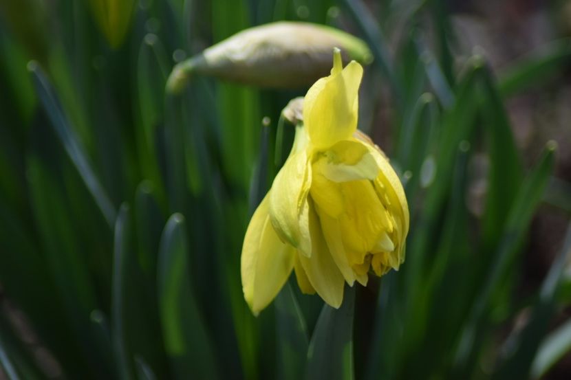  - Primavara lui 2018 in gradina mea