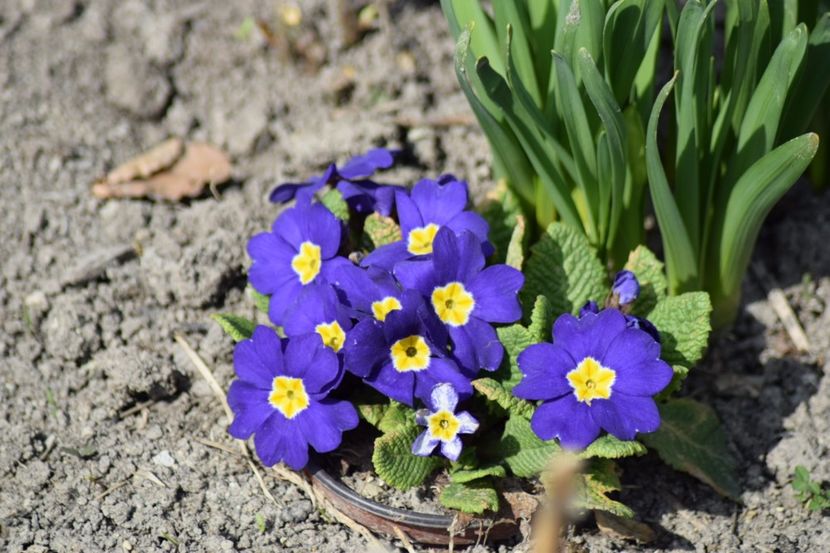  - Primavara lui 2018 in gradina mea