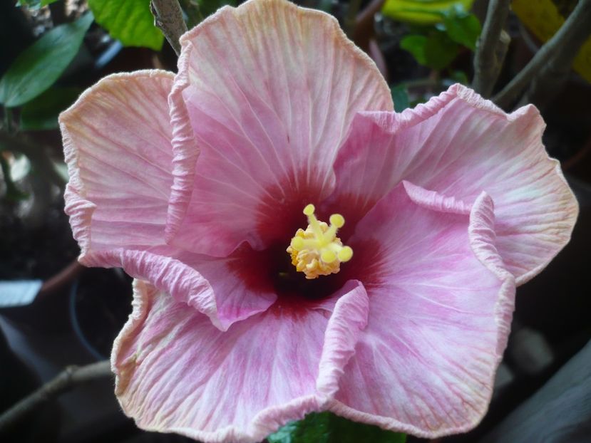 07.04.2018 - HIBISCUSI 2018-1