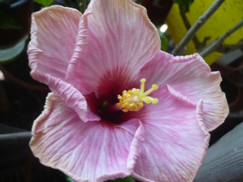 P1360506 - HIBISCUSI 2018-1