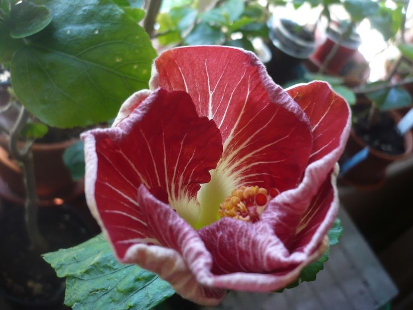 P1360507 - HIBISCUSI 2018-1