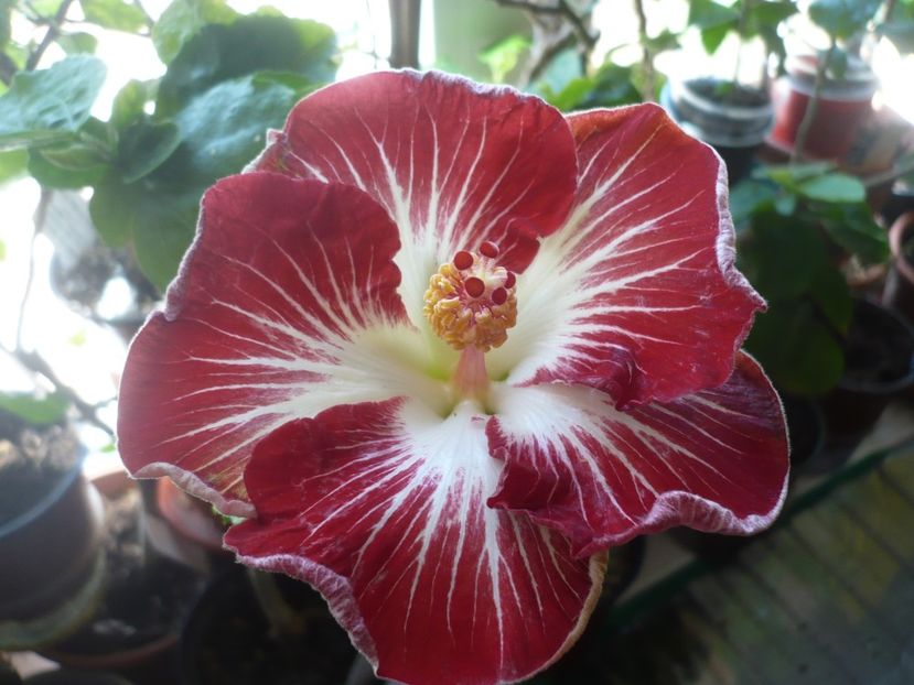 P1360509 - HIBISCUSI 2018-1