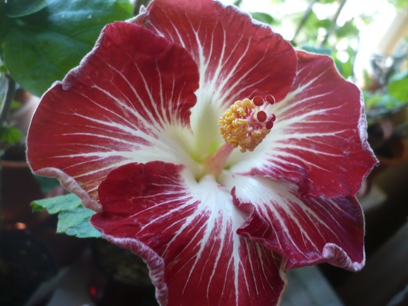 P1360510 - HIBISCUSI 2018-1