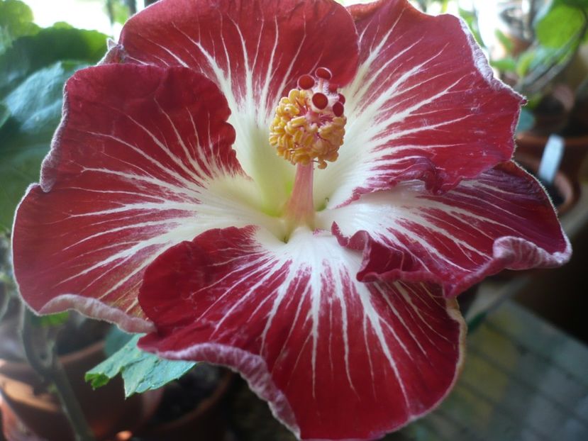 P1360511 - HIBISCUSI 2018-1