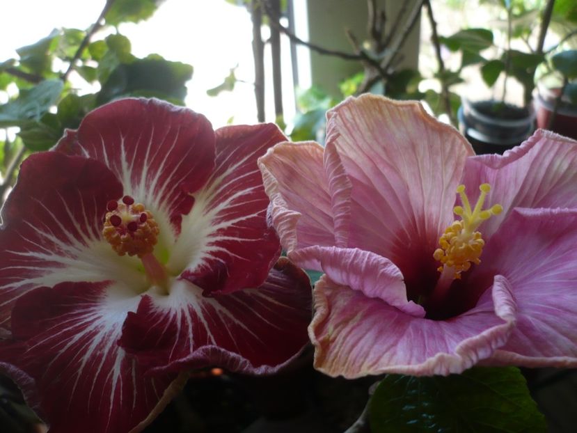 P1360514 - HIBISCUSI 2018-1