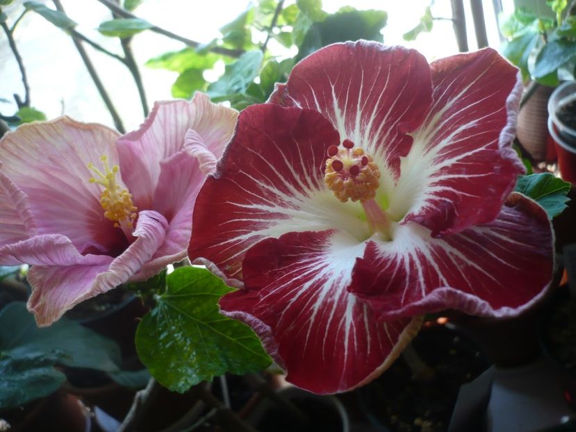 P1360515 - HIBISCUSI 2018-1