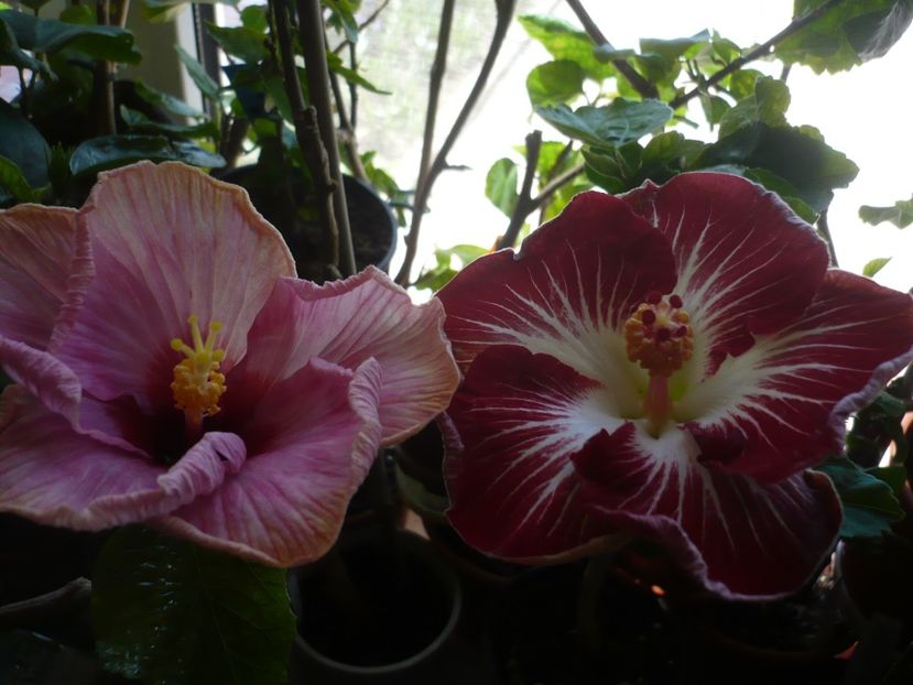 P1360513 - HIBISCUSI 2018-1