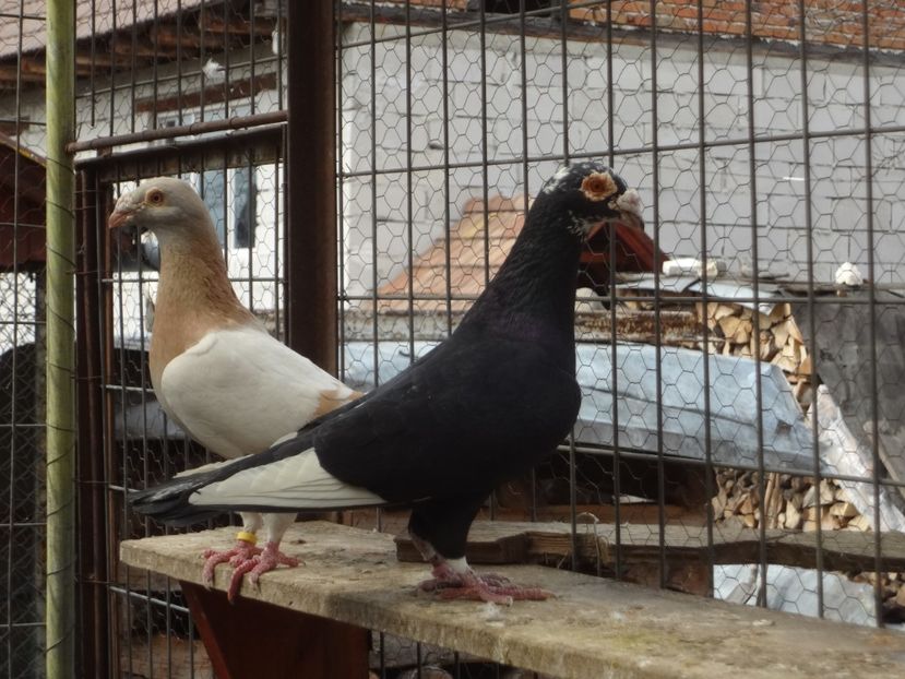 PERECHEA 7. - 05-VOIAJORI STIL VECHI 2016-2020