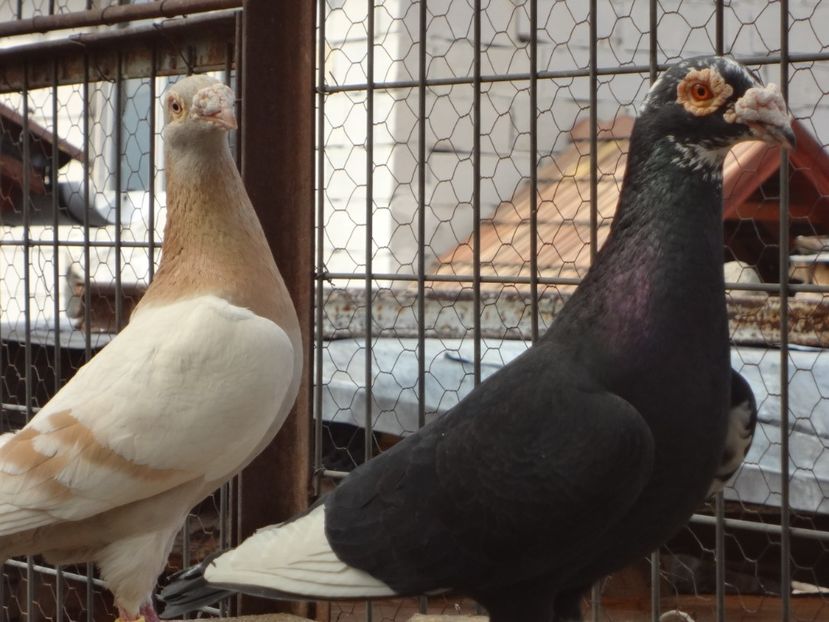  - 05-VOIAJORI STIL VECHI 2016-2020