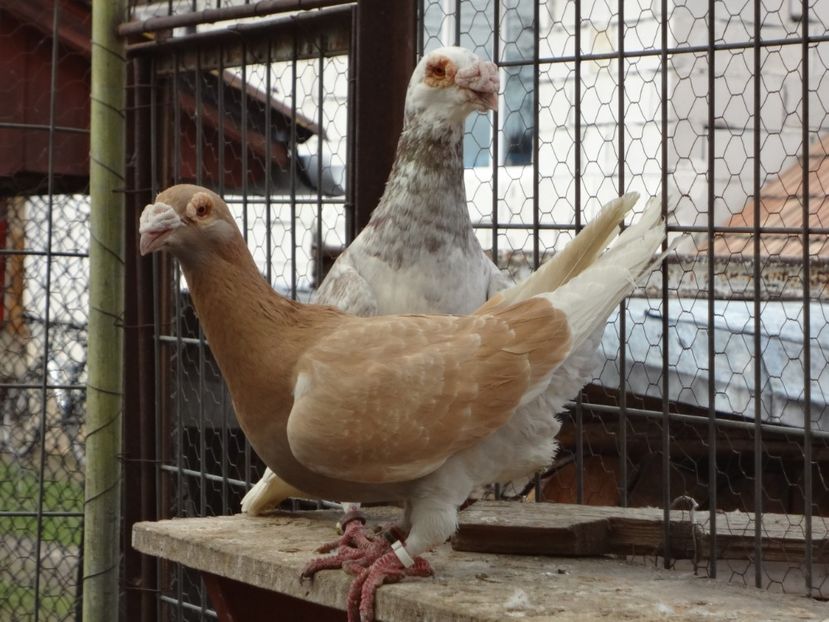 PERECHEA 9. - 05-VOIAJORI STIL VECHI 2016-2020