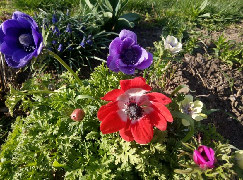 7aprilie-anemone - gradina 2018