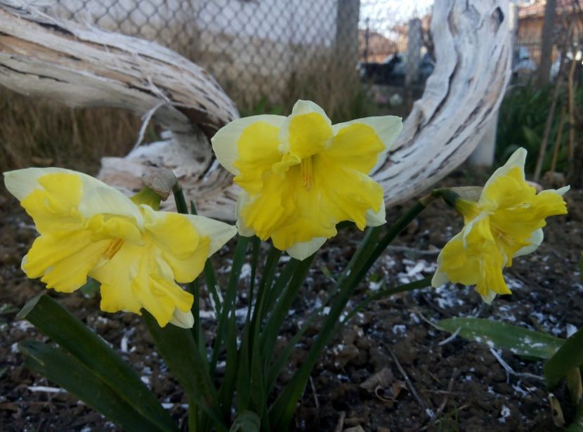 7aprilie - gradina 2018
