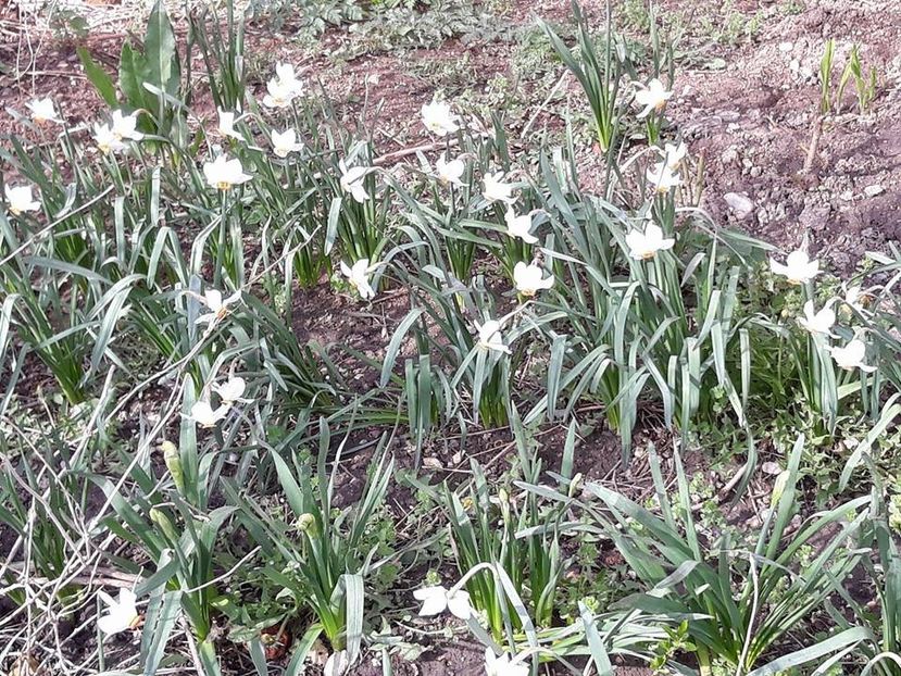  - 2018 - În grădină