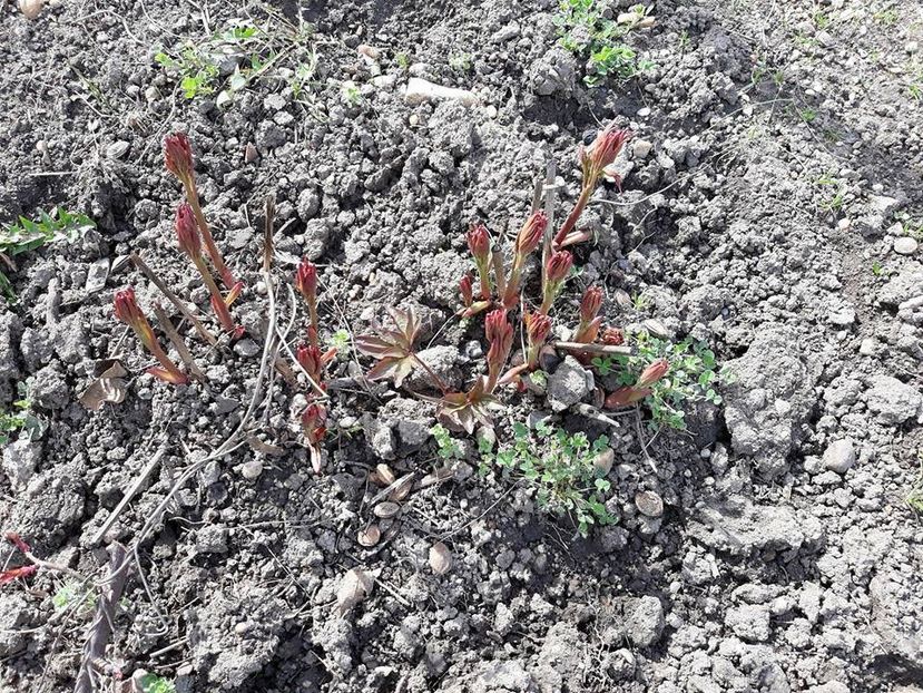  - 2018 - În grădină