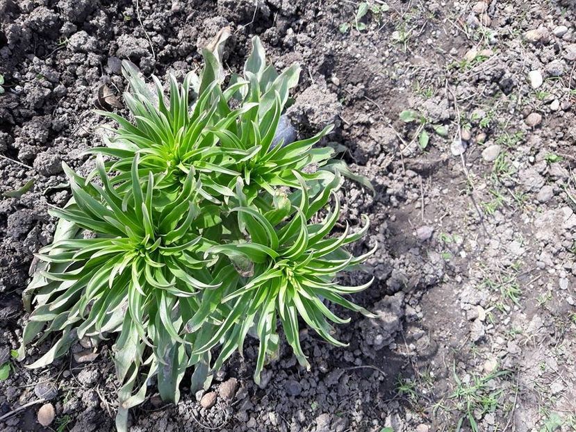  - 2018 - În grădină