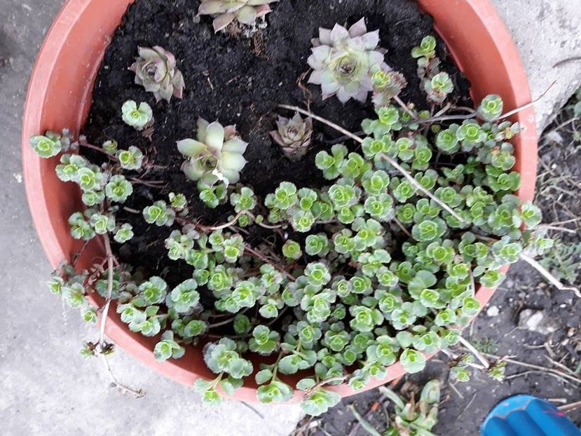  - 2018 - În grădină