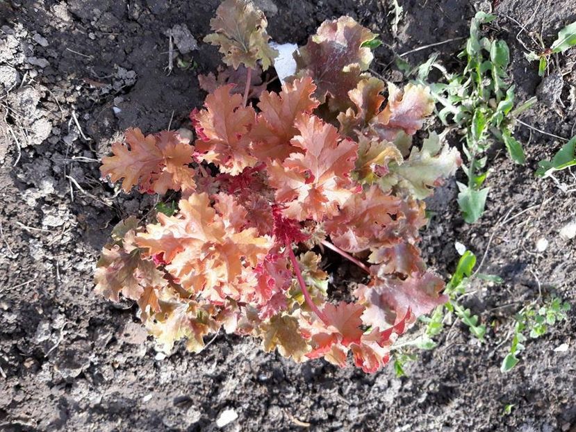  - 2018 - În grădină