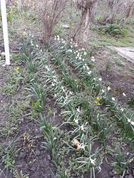  - 2018 - În grădină