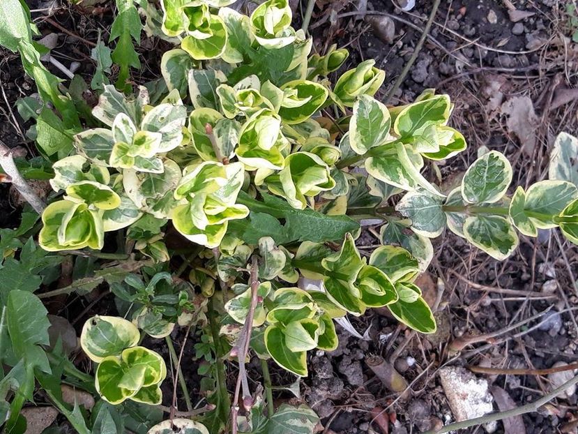  - 2018 - În grădină