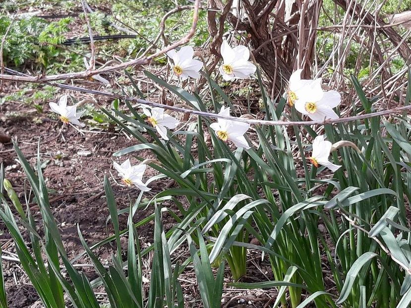  - 2018 - În grădină