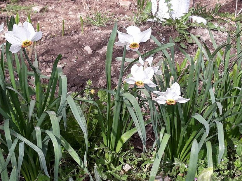  - 2018 - În grădină