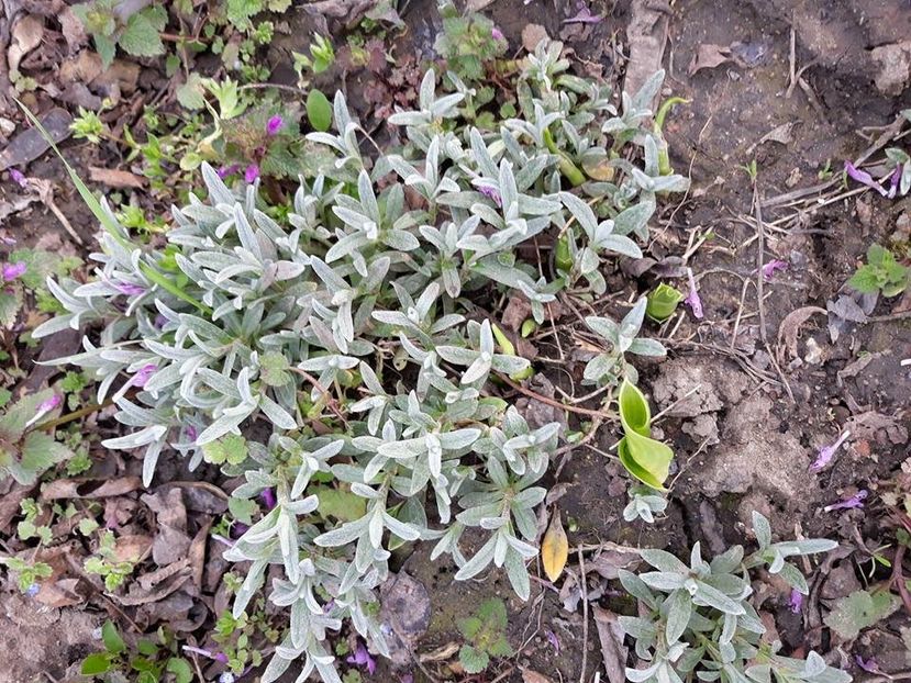  - 2018 - În grădină