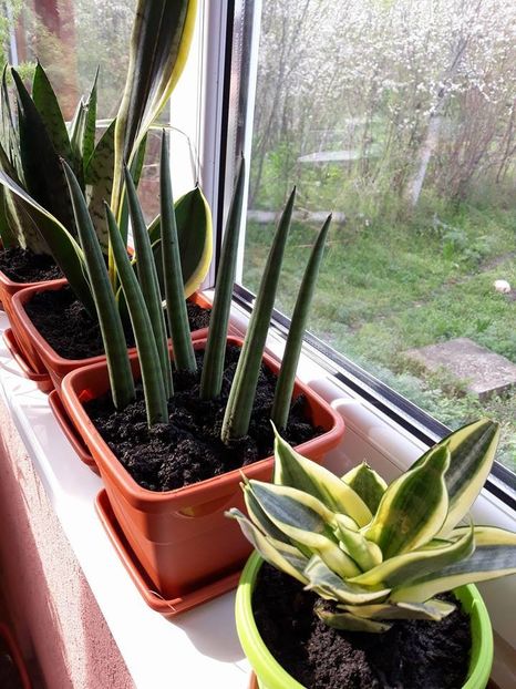  - 2019- Sansevieria