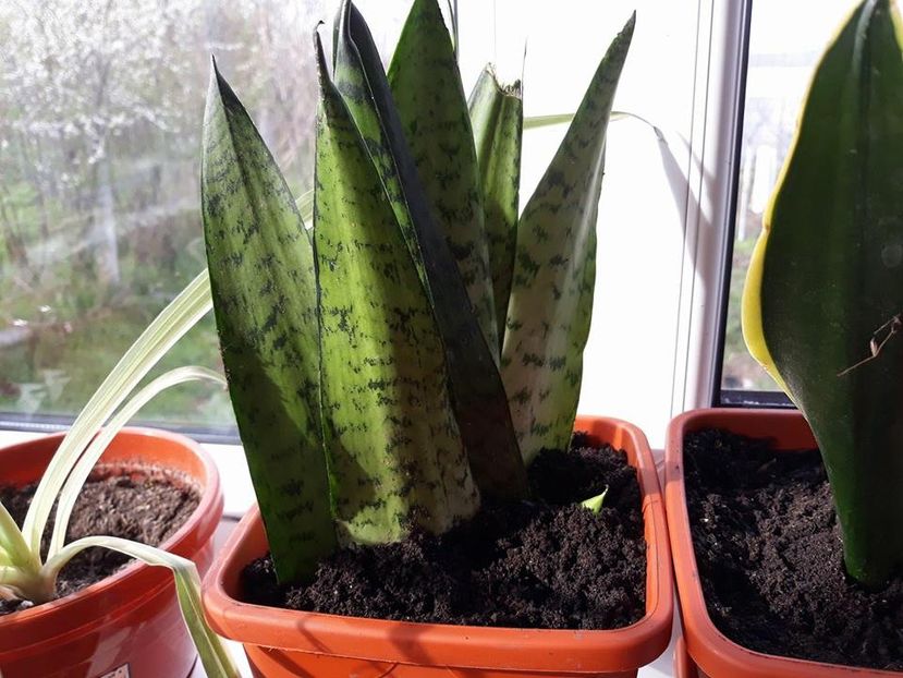  - 2019- Sansevieria