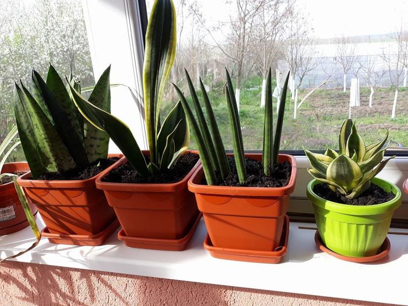  - 2019- Sansevieria