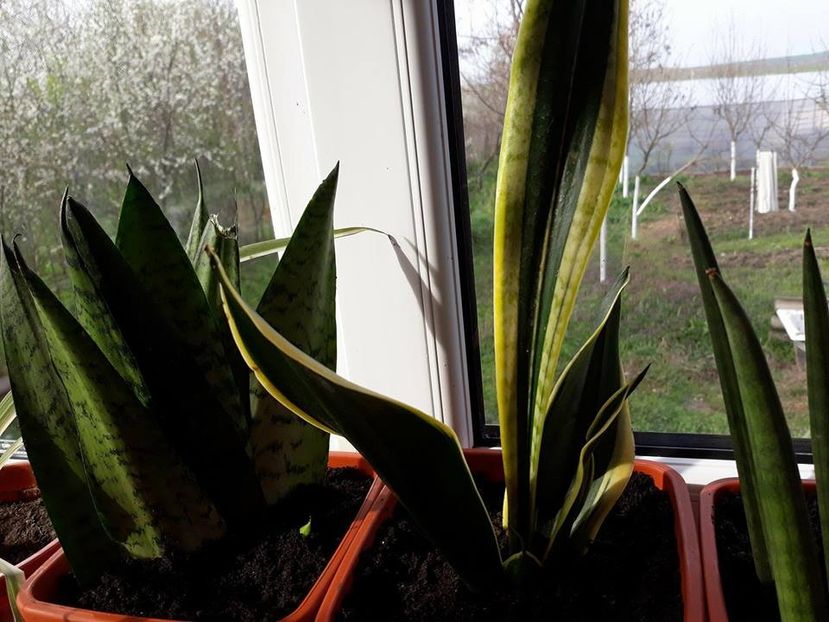  - 2019- Sansevieria