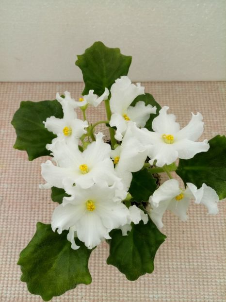 7 apr - Golden Autumn