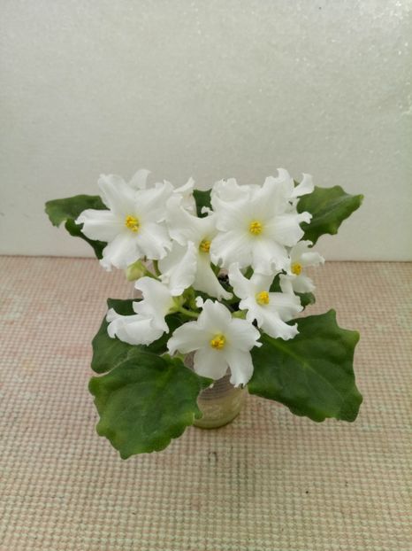 7 apr - Golden Autumn