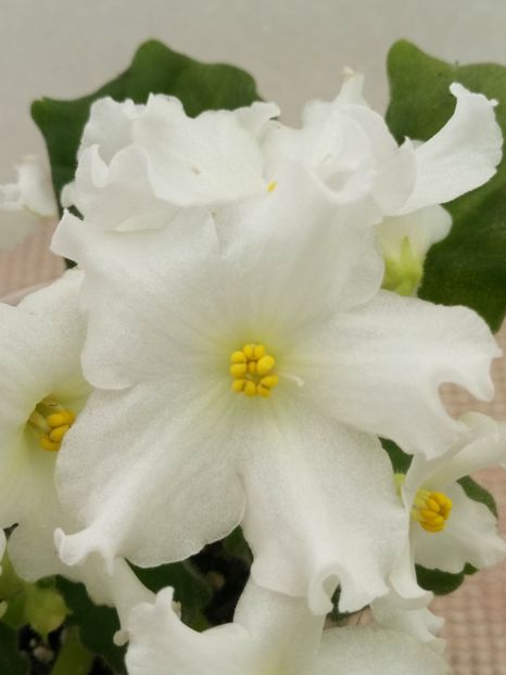 7 apr - Golden Autumn