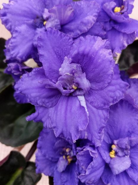 7 apr - ZZ LE Antonio Banderas