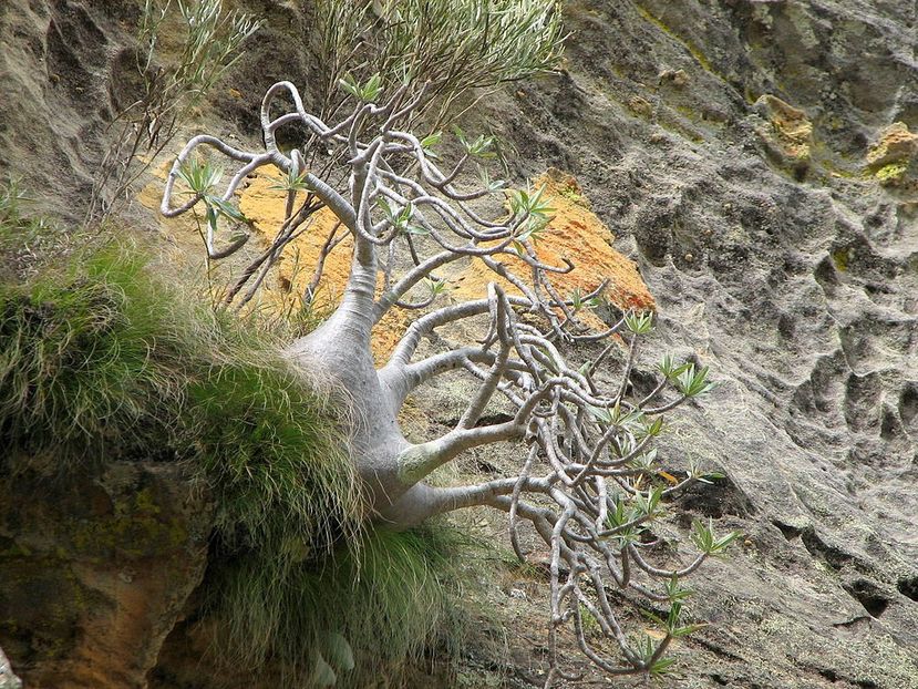 Pachypodium rosulatum v. gracilius in natura - Whish list pentru viata urmatoare1
