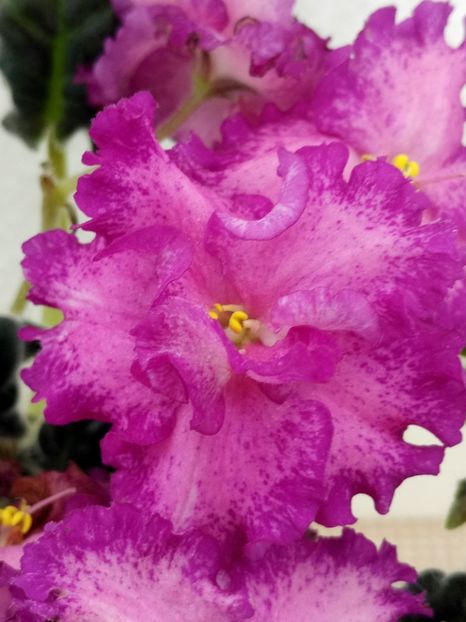 7 apr - ZZ RS Grafinya de Monsoro