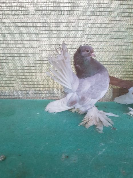 M 2017; inel 5910 - au fost VANDUTI