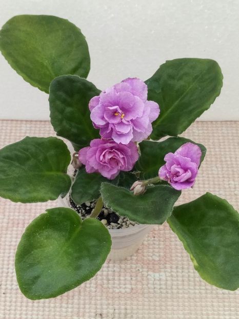 7 apr - ZZ RS Diadema