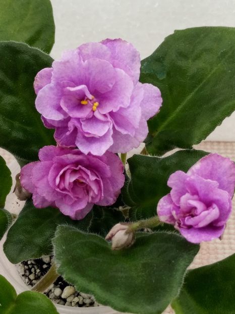 7 apr - ZZ RS Diadema