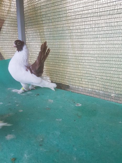 M 2017 - NORDCAUCAZIAN cu coada rosie red tail pigeons